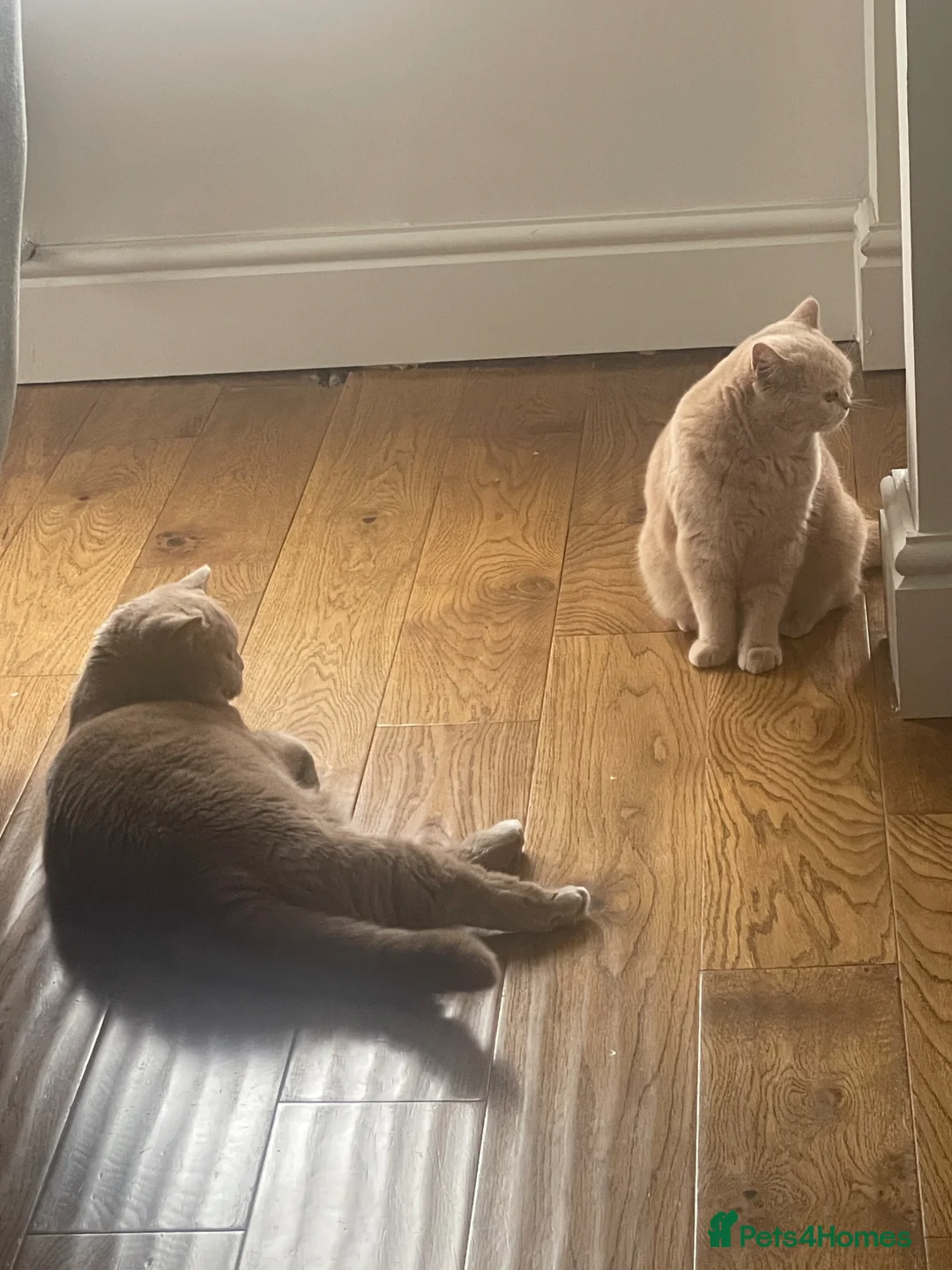 British Shorthair cats for sale: Cream British Short hair Girl - Advert 1