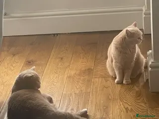 British Shorthair cats Cream British Short hair Girl - Advert 1