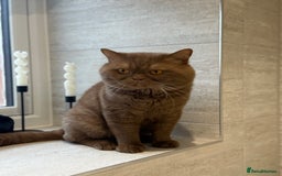 British Shorthair cats for sale: Cinnaon bsh male stud for sale  - Image 4