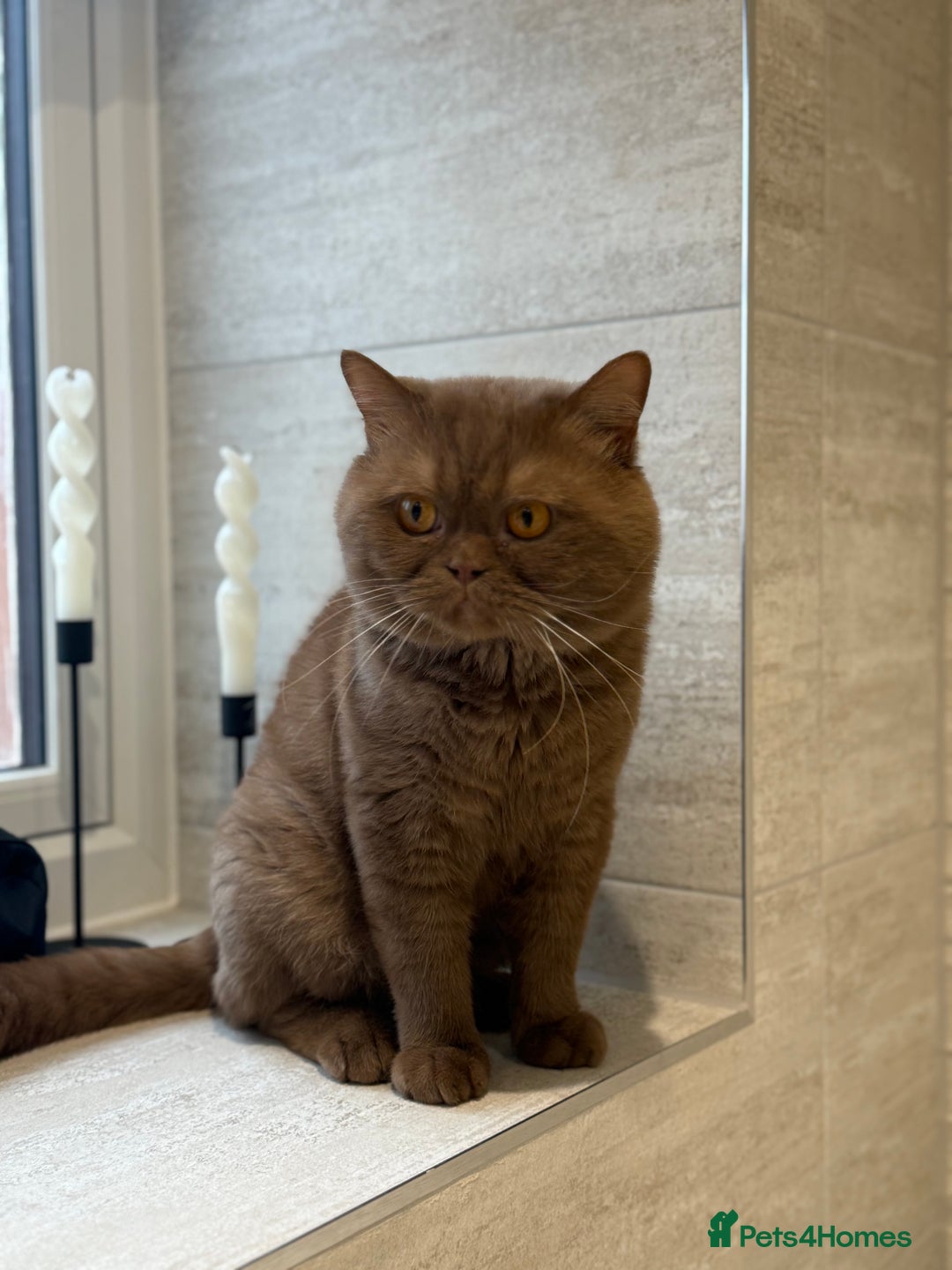 British Shorthair cats for sale: Cinnaon bsh male stud for sale  - Image 4