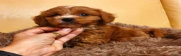 Cavapoo dogs for sale: Beautiful Red Cavapoo Miniature Puppies  - Advert 5