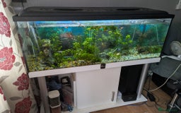 Catfish fish for sale: 300l aquarium full set up  - Image 3