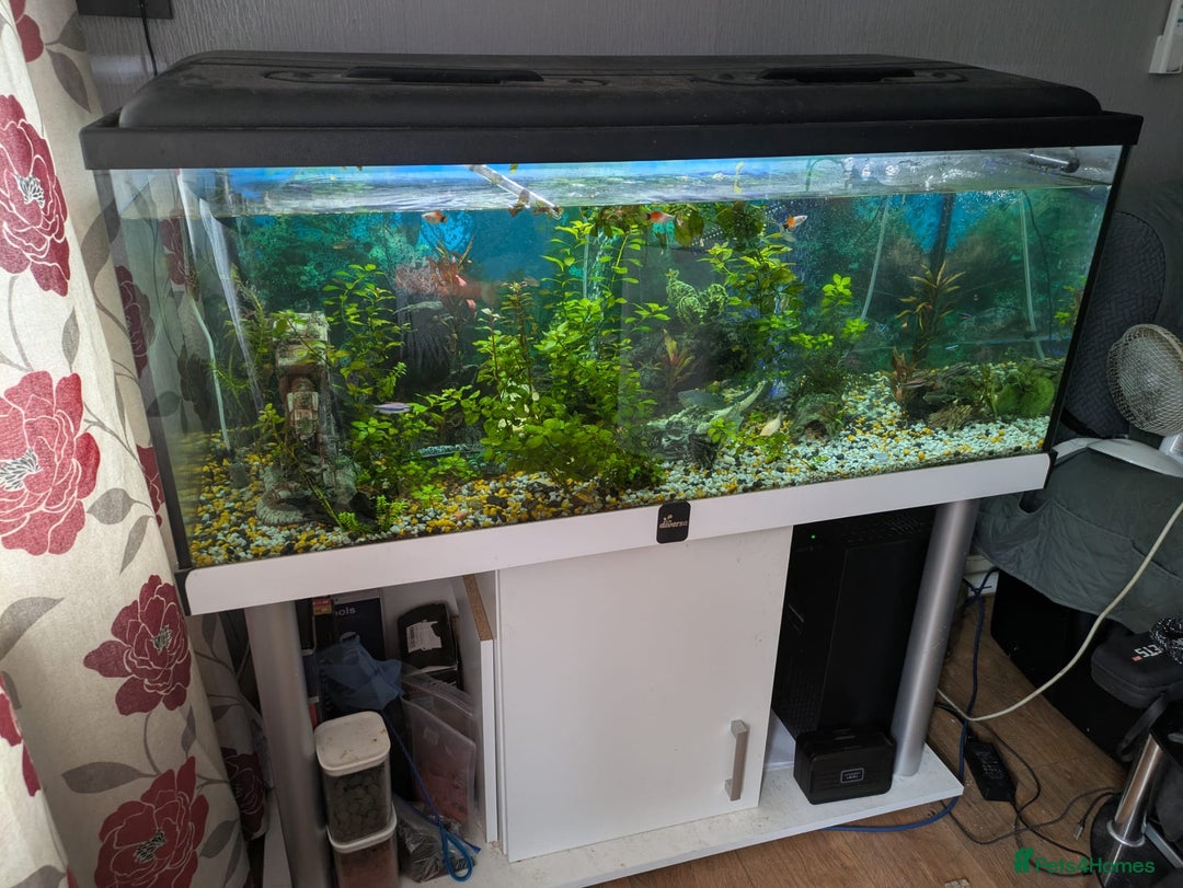 Catfish fish for sale: 300l aquarium full set up  - Image 3