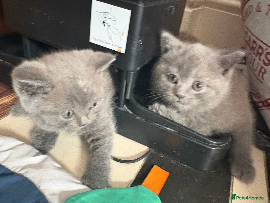 British Shorthair cats for sale: British Shorthair kittens  - Advert 4