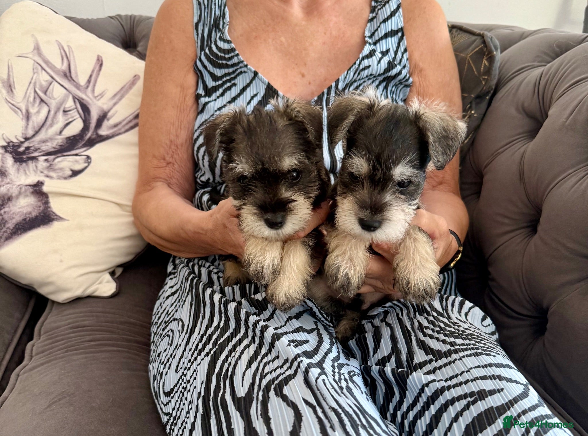 Miniature Schnauzer dogs Beautiful kc reg miniature schnauzer puppies - Advert 1