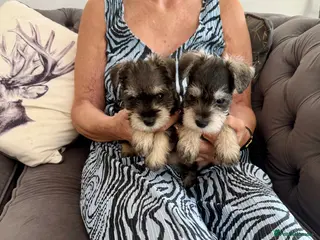 Miniature Schnauzer dogs Beautiful kc reg miniature schnauzer puppies - Advert 1