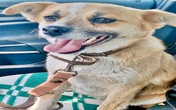 Chihuahua dogs for adoption: Alica’s Story: From Despair to Love - Image 1