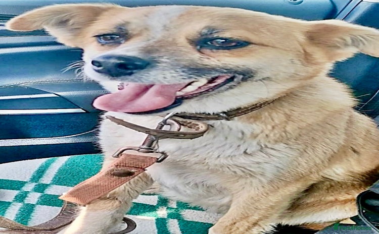 Chihuahua dogs - Advert 1