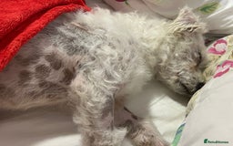 Bichon Frise dogs for adoption: Beautiful & Gentle DAISY - for a Loving Home - Image 2