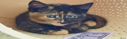 Mixed Breed cats for sale: Domestic playful kittens - Advert 14