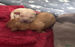 Toy Poodle dogs for sale: Beautiful KC Toy Poodle Puppies Ready Now in Belfast - Image 6