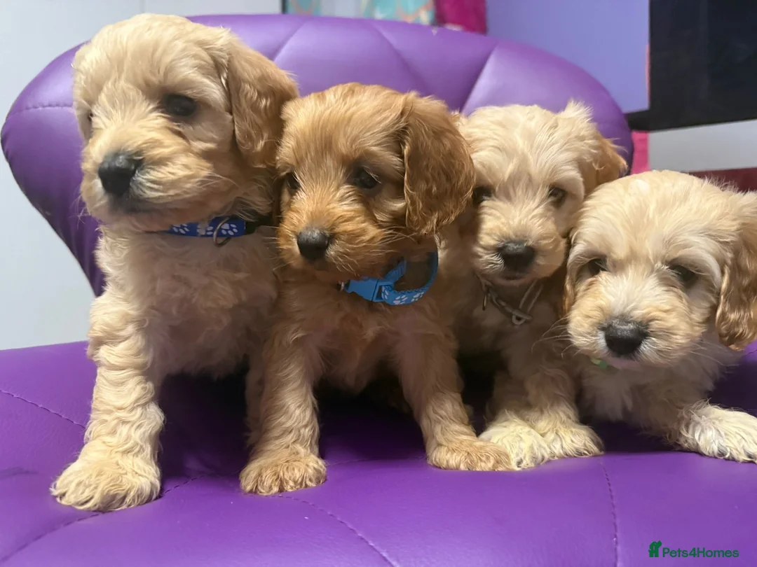 Cockapoo dogs for sale: Beautiful puppies  - Advert 19