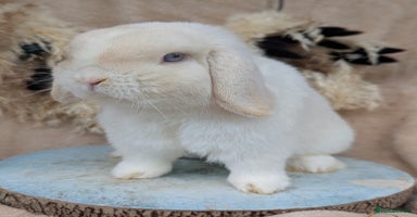 Mini Lop rabbits - Advert 12