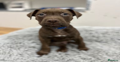 American Bull Staffy dogs Staffy Bull Puppies - Advert 7