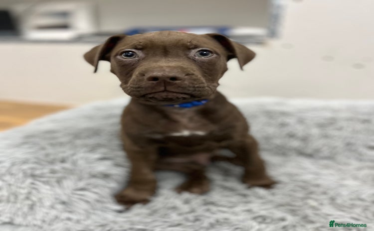 American Bull Staffy dogs Staffy Bull Puppies - Advert 1