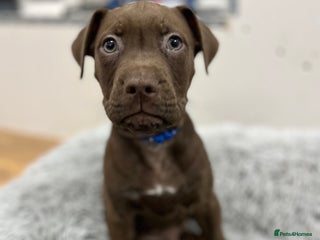 American Bull Staffy dogs Staffy Bull Puppies - Advert 2