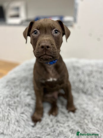 American Bull Staffy dogs Staffy Bull Puppies - Advert 1