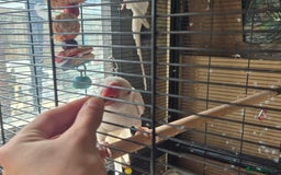 Ringnecks birds for sale: Two paired lacewing ringnecks - Image 3