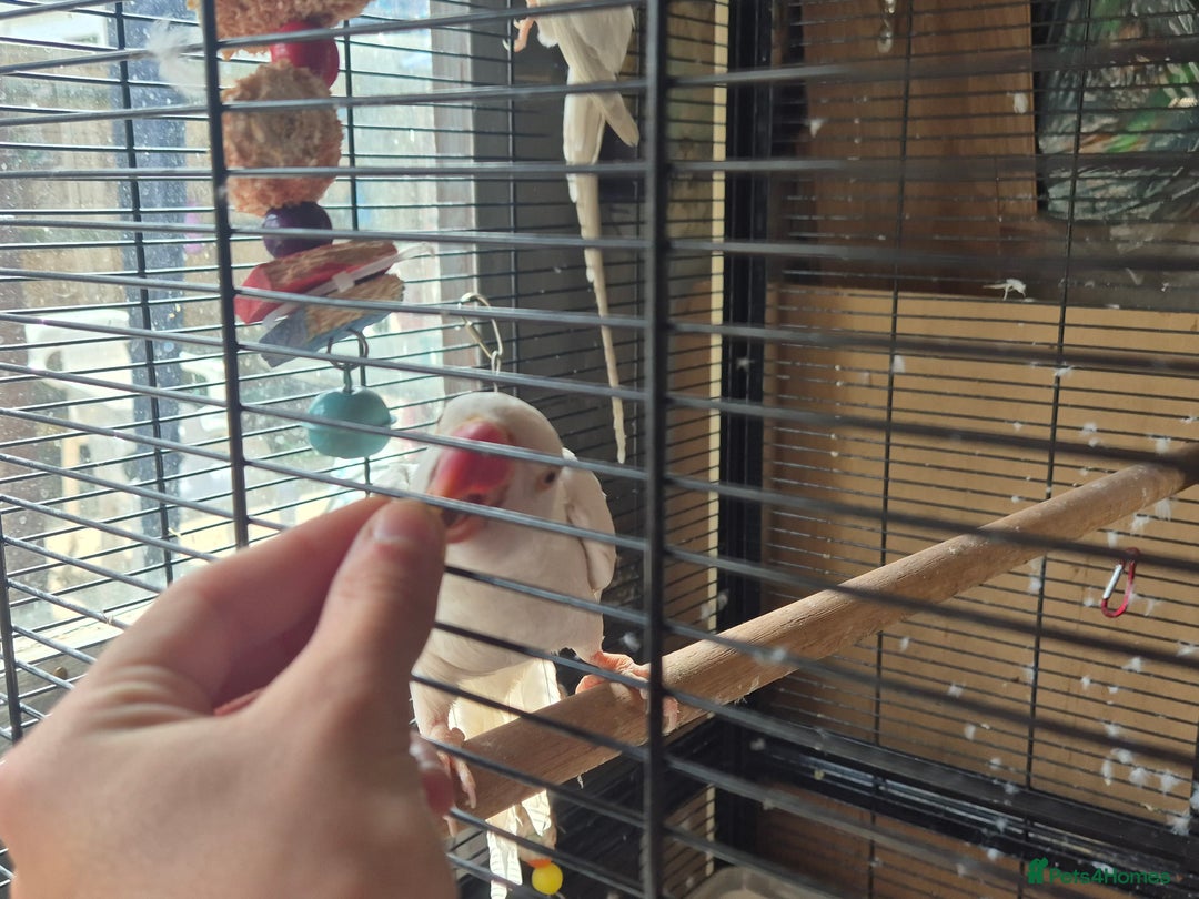 Ringnecks birds for sale: Two paired lacewing ringnecks - Image 3