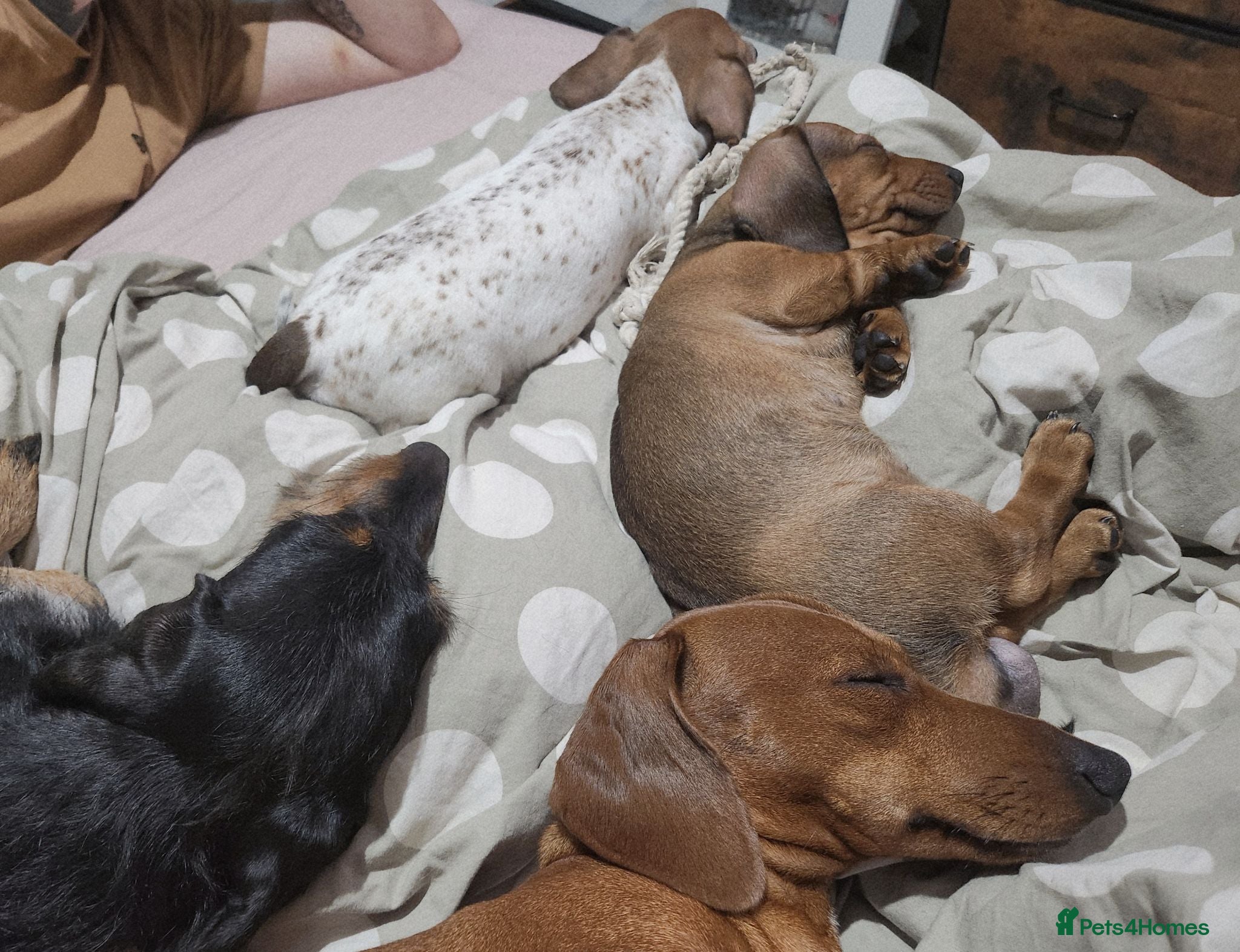 Chiweenie dogs Chiweenie Pups - Advert 11