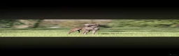 Italian Greyhound dogs for sale: KC Reg Italian Greyhounds - Advert 3