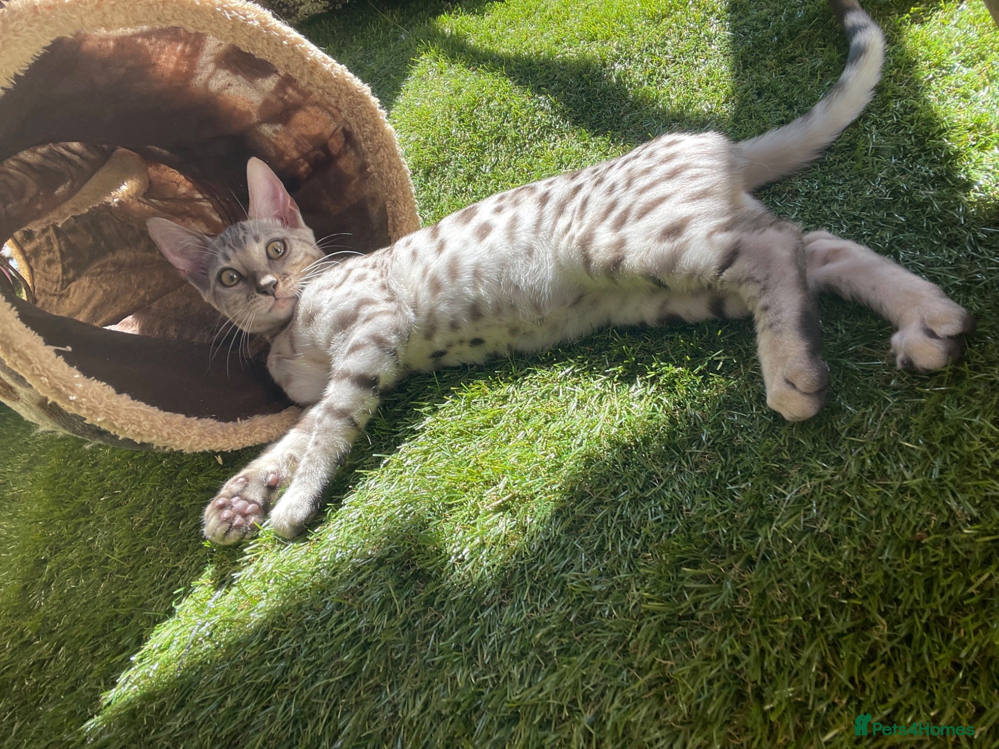 Bengal cats Beautiful female silver bengal - Advert 15