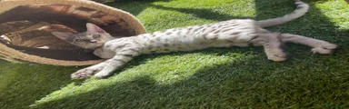 Bengal 1
