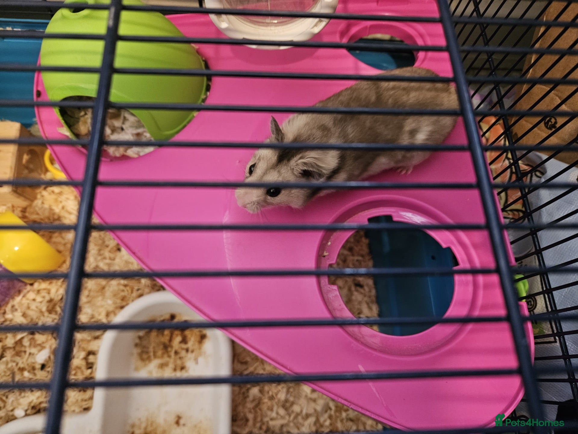 Hamster rodents Syrian hamster  - Advert 1