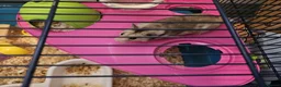 Hamster rodents for sale: Syrian hamster  in Smethwick - Advert 1