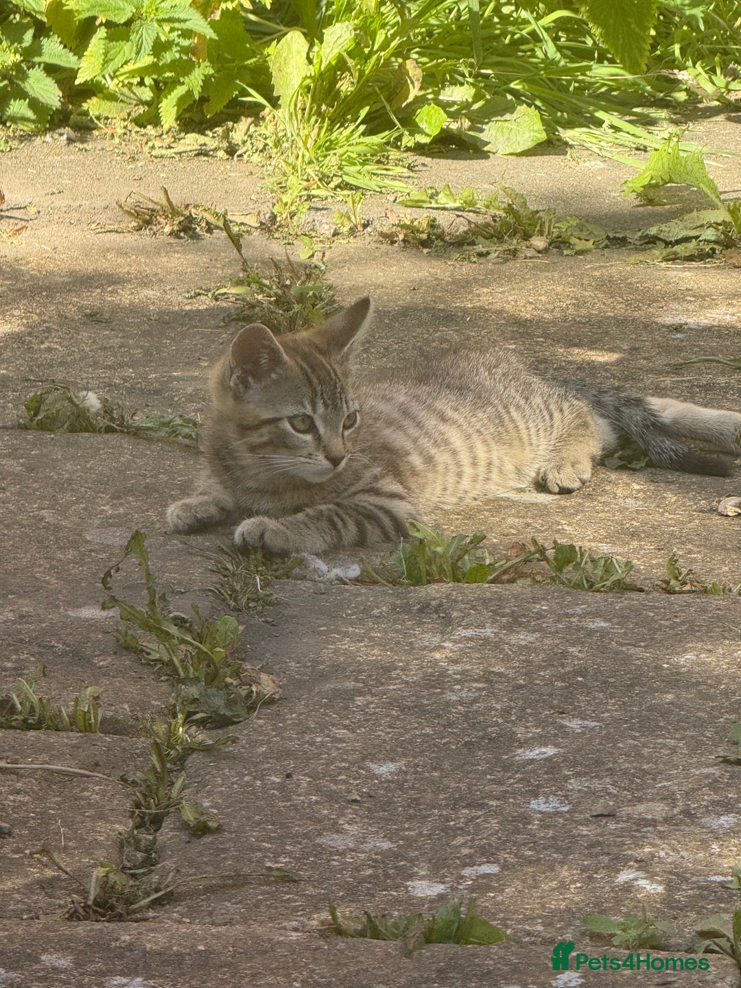 European cats for sale: 3 beautiful kittens - Image 2