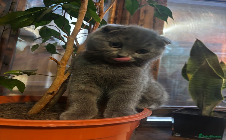 Scottish Fold cats - Advert 13