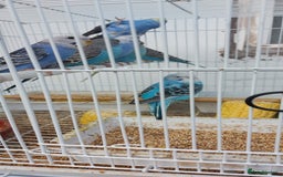 Budgerigars birds for sale: Budgies for sale Birmingham  - Image 6