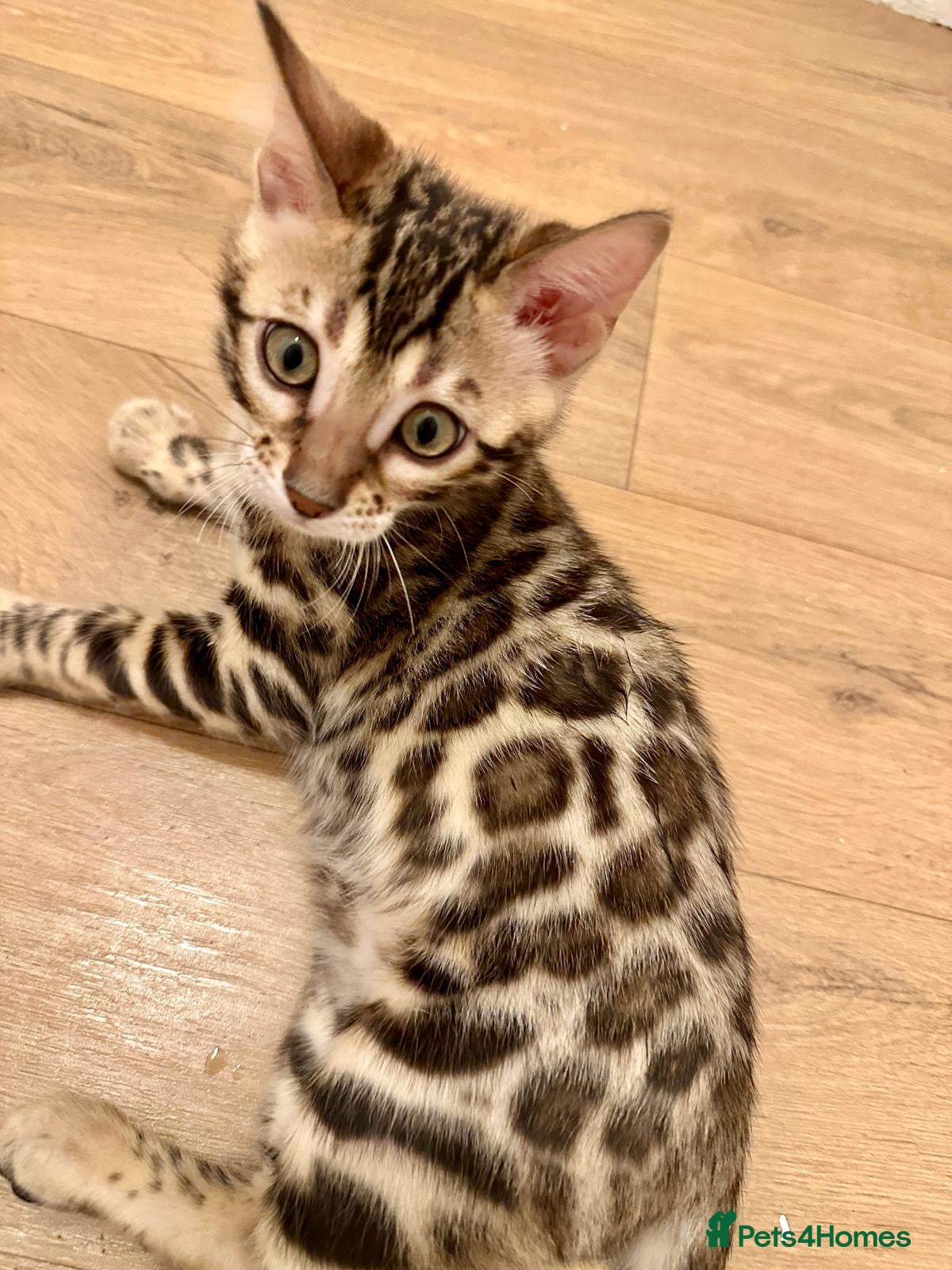 Bengal cats Beautiful pure bengal girl looking for new home  - Advert 1