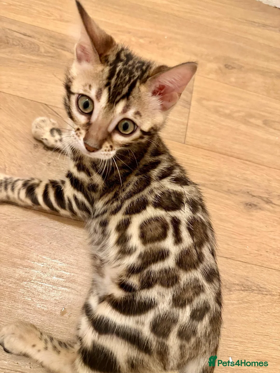 Bengal cats for sale: Beautiful pure bengal girl looking for new home  - Advert 1