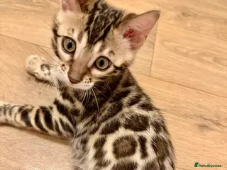 Bengal cats Beautiful pure bengal girl looking for new home - Advert 1