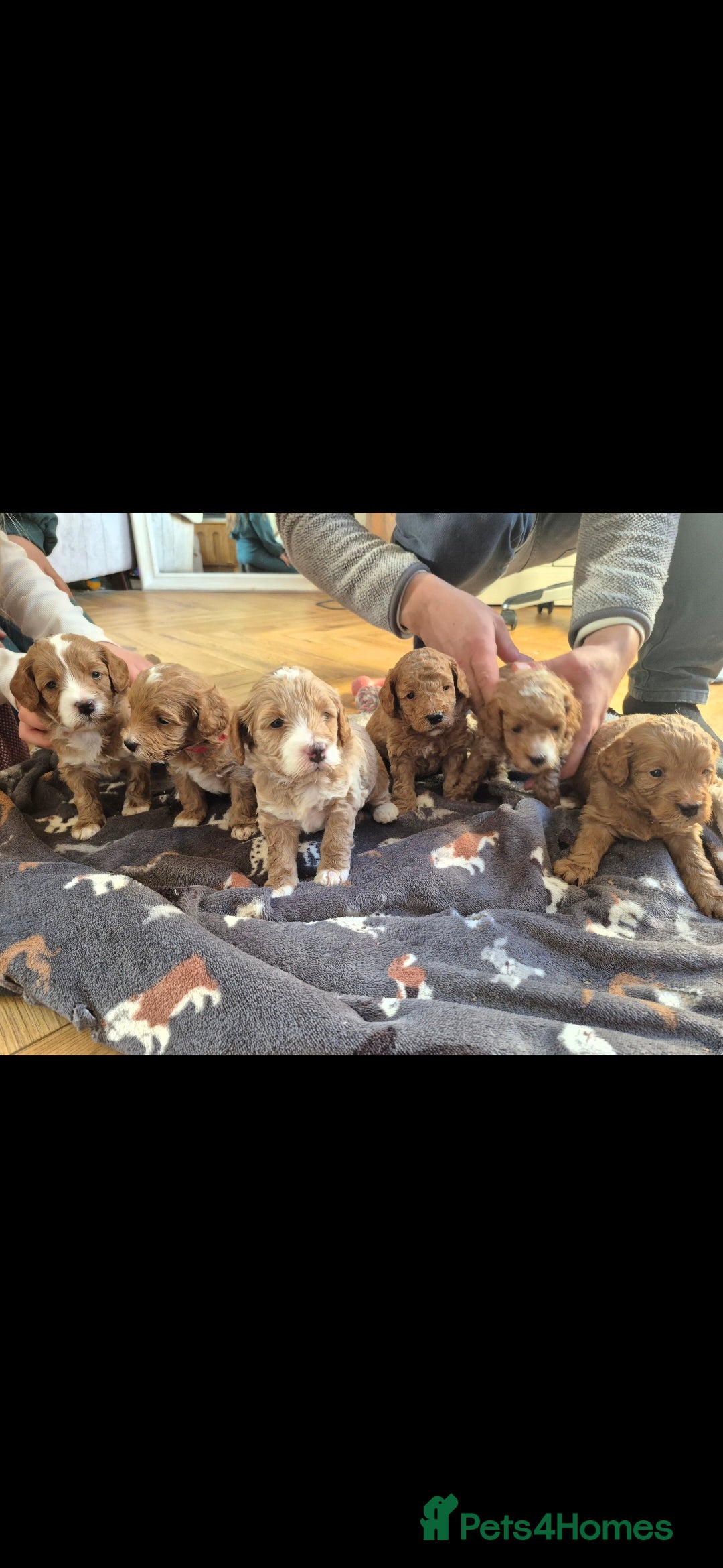 Cockapoo dogs F1B red and apricot cockapoo puppies  - Advert 4