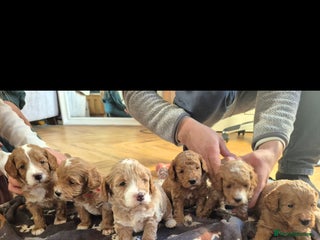 Cockapoo dogs F1B red and apricot cockapoo puppies - Advert 2