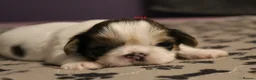 Shih Tzu dogs for sale: LOVELY SHIH TZU PUPPIES  - Advert 12