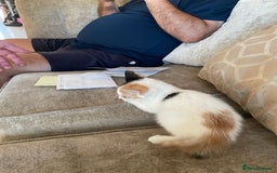 Mixed Breed cats for sale: Kittens for sale - Image 7