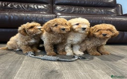 Cavapoo dogs for sale: Adorable Cavapoos ready for their new families 🐾 - Image 34