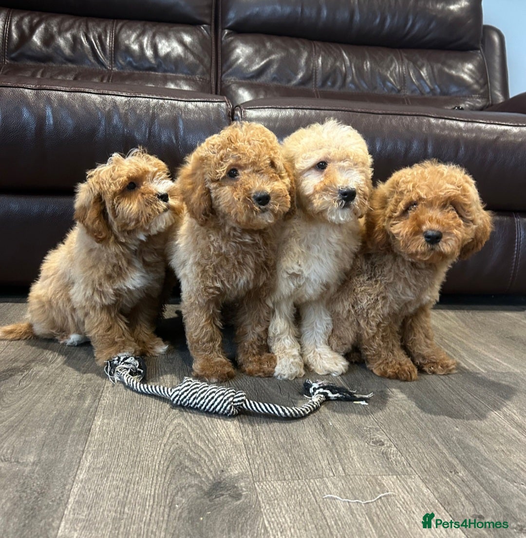 Cavapoo dogs for sale: Adorable Cavapoos ready for their new families 🐾 - Image 34