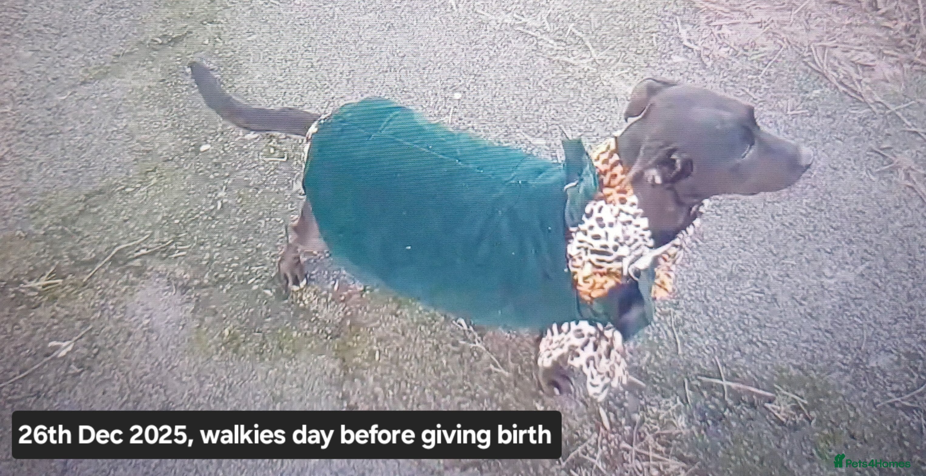 Mixed Breed dogs Adorable 3/4 Staff Bull Terrier 1/4 Jack Russell. - Advert 1