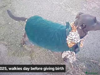 Mixed Breed dogs Adorable 3/4 Staff Bull Terrier 1/4 Jack Russell. - Advert 4