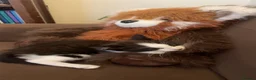 Domestic Shorthair cats for sale: Mother cat - Advert 8