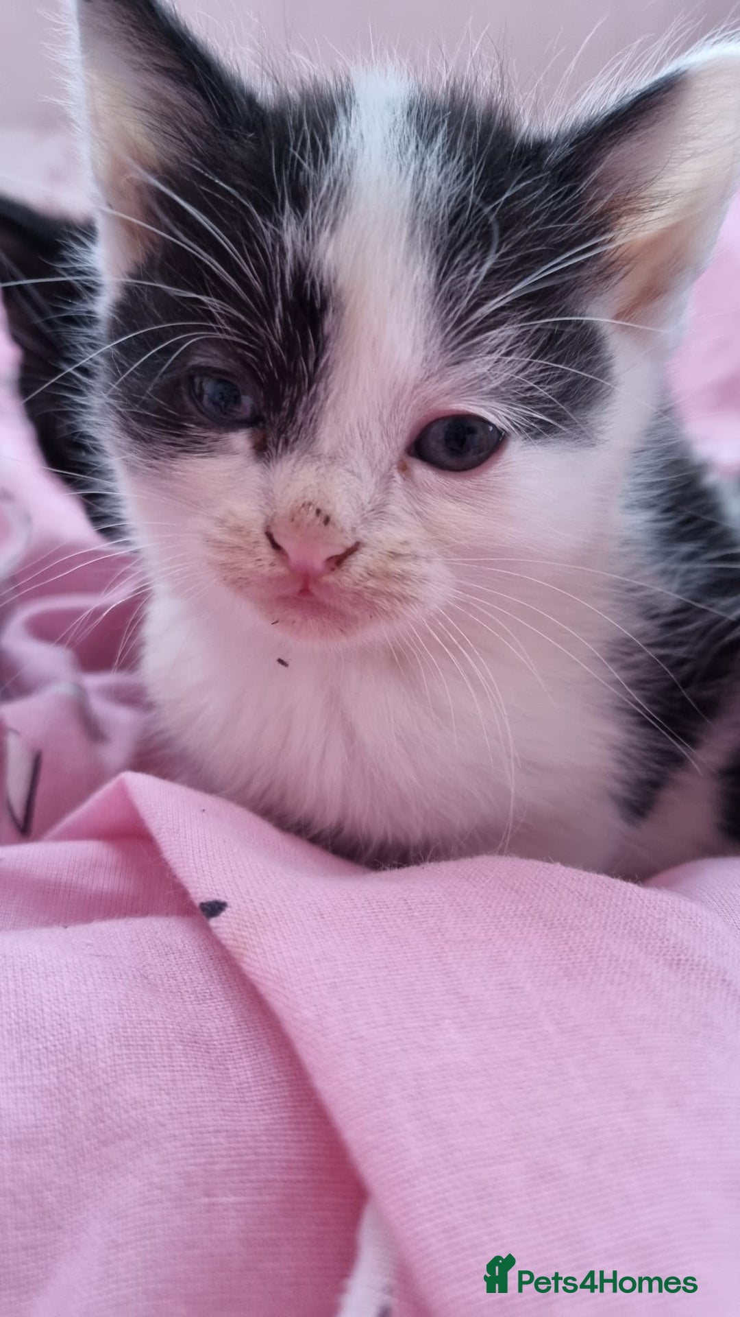 Mixed Breed cats for sale: 5 lovely kittens for sale😻 Ready from now  - Advert 4