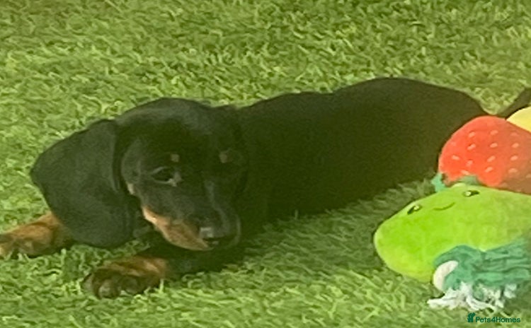 Dachshund dogs - Advert 4