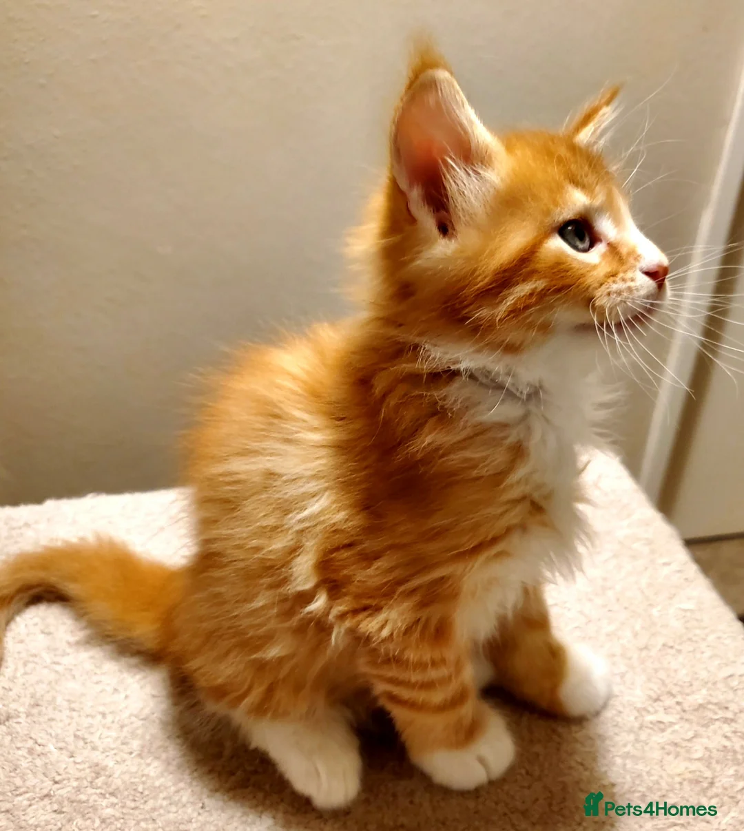 Maine Coon cats for sale: GOURGEOUS XXL MAINE COON KITTENS!!! - Advert 4