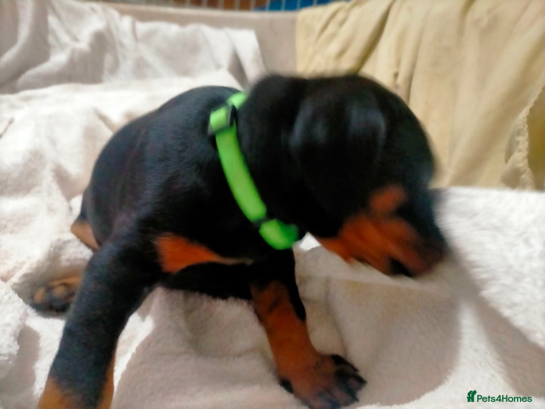 Dobermann dogs for sale: Dobermann puppies - Advert 28