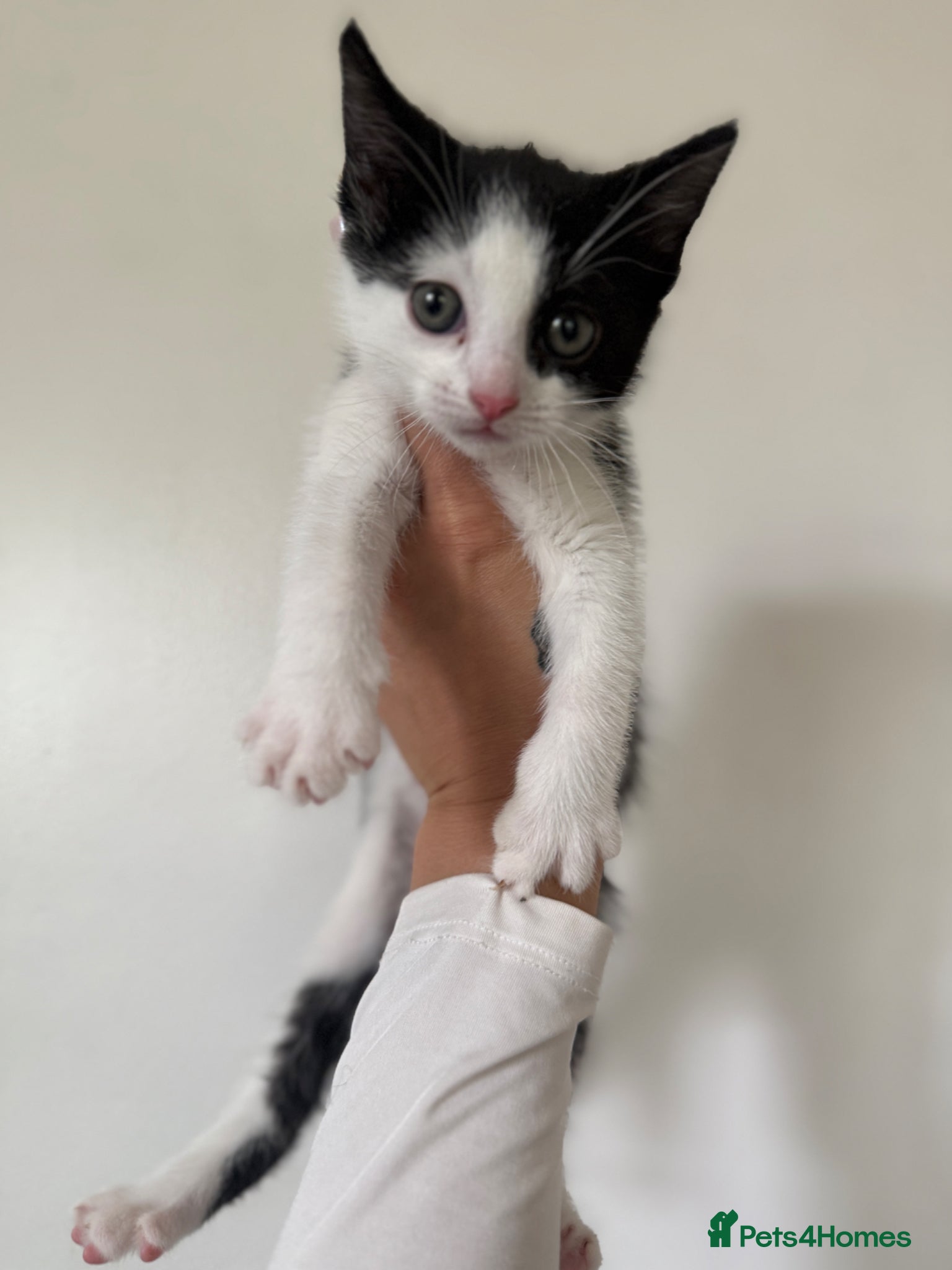 Mixed Breed cats Three girls ready to go  - Advert 11