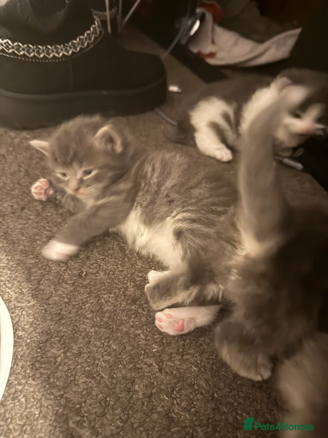 Norwegian Forest Cat cats for sale: Fluffy purrfeecctt bundles of love  - Advert 4